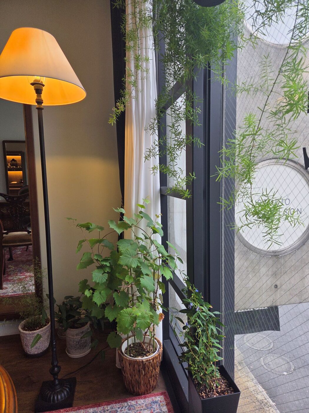 シェルマン青山店の植物たち
